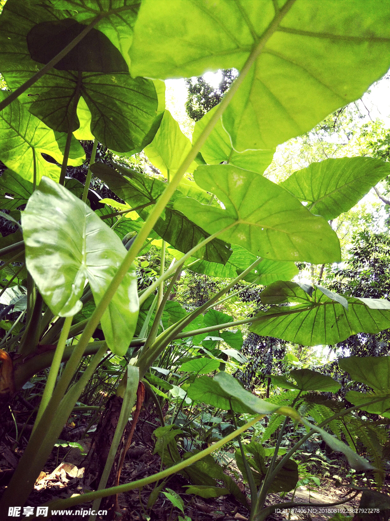 植物