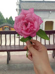 月季花