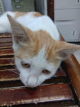 猫咪