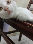 猫咪