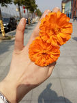 野菊花