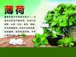 薄荷