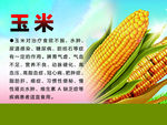 玉米