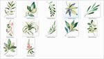水彩手绘绿色植物叶子花藤png