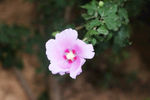 木槿花