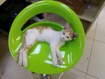 花猫 宠物