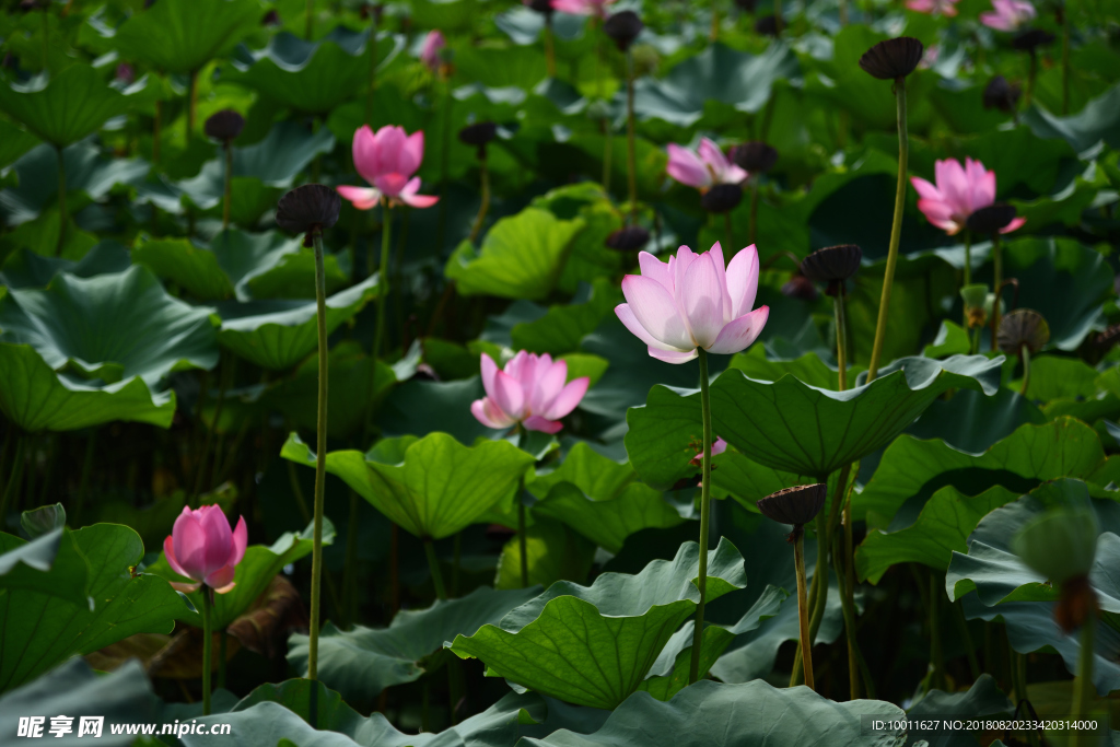荷花