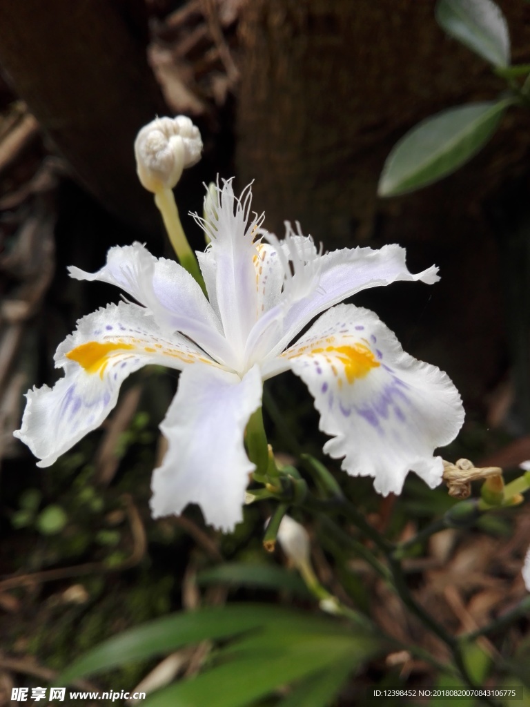 水仙花