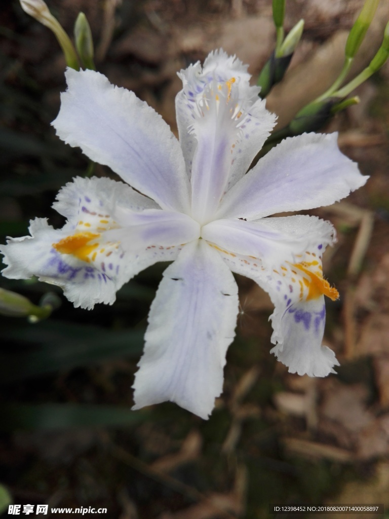 水仙花