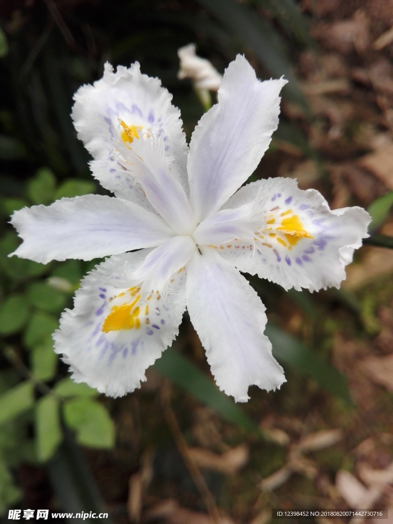水仙花