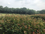 植物园