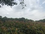 植物园