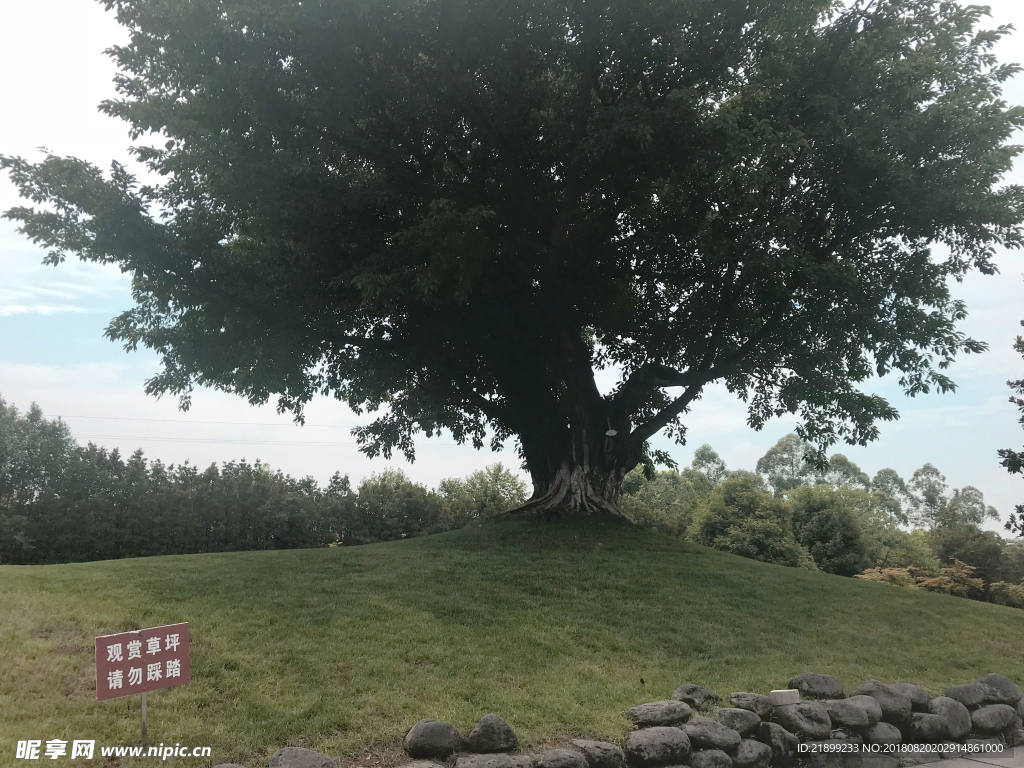 大榕树