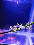 蓝色鱼缸背景下的水仙花