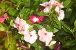 长春花