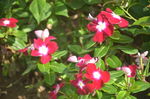 长春花