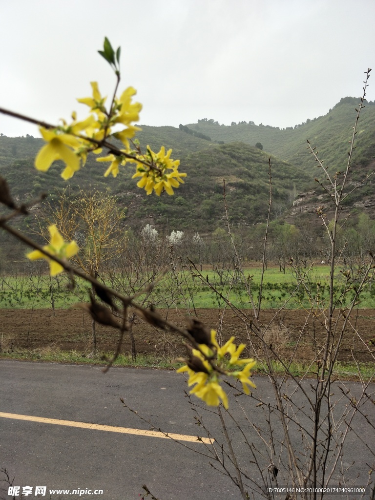 连翘花