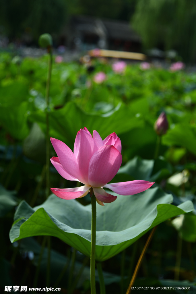 荷花