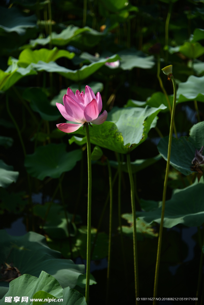 荷花