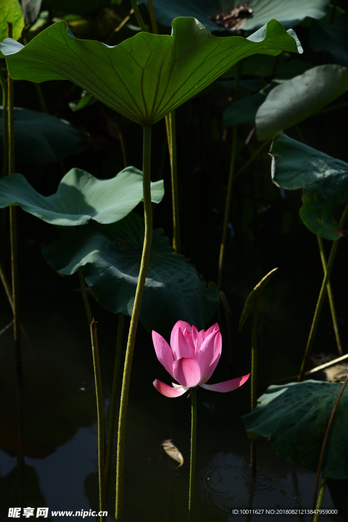 荷花