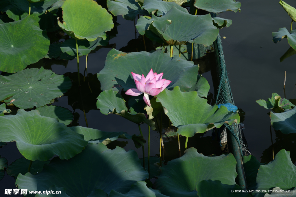 荷花