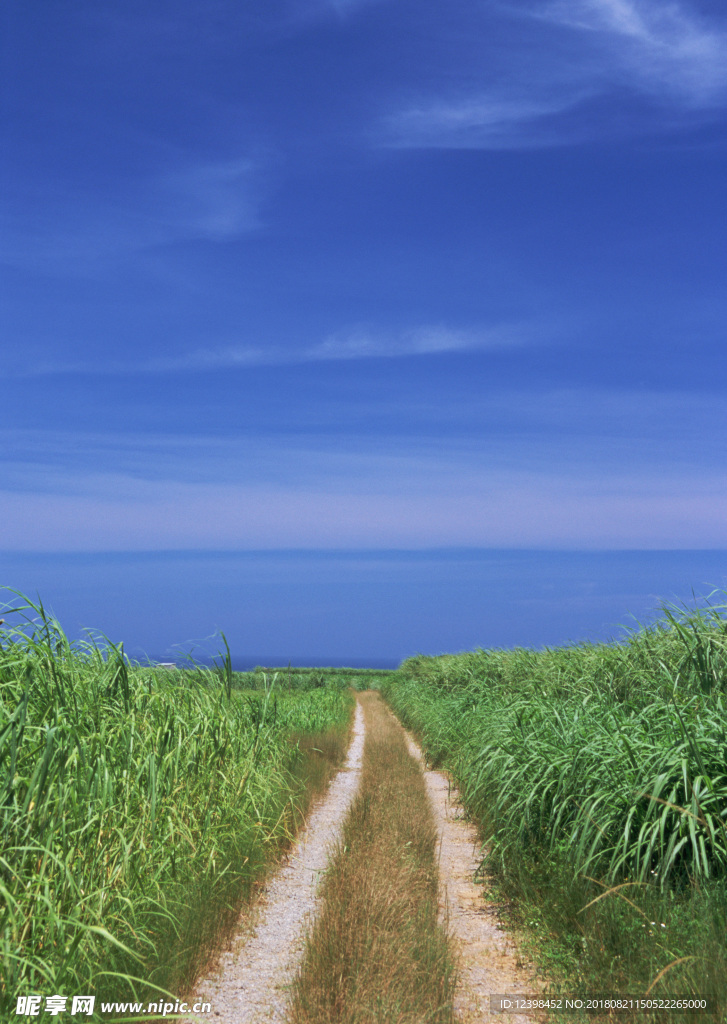 田间道路