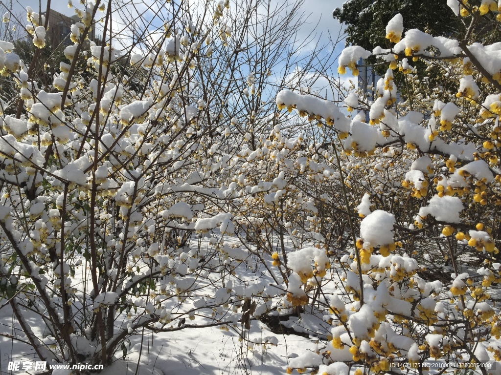 雪后腊梅