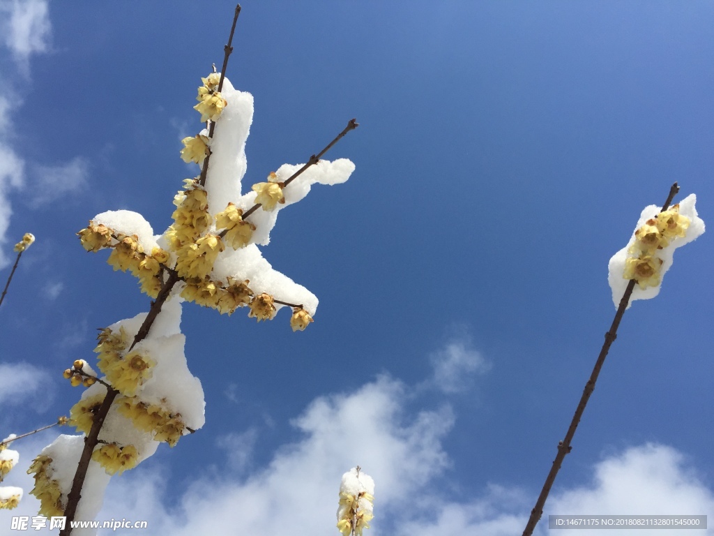 雪后腊梅