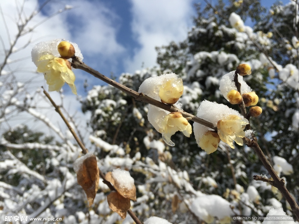 雪后腊梅