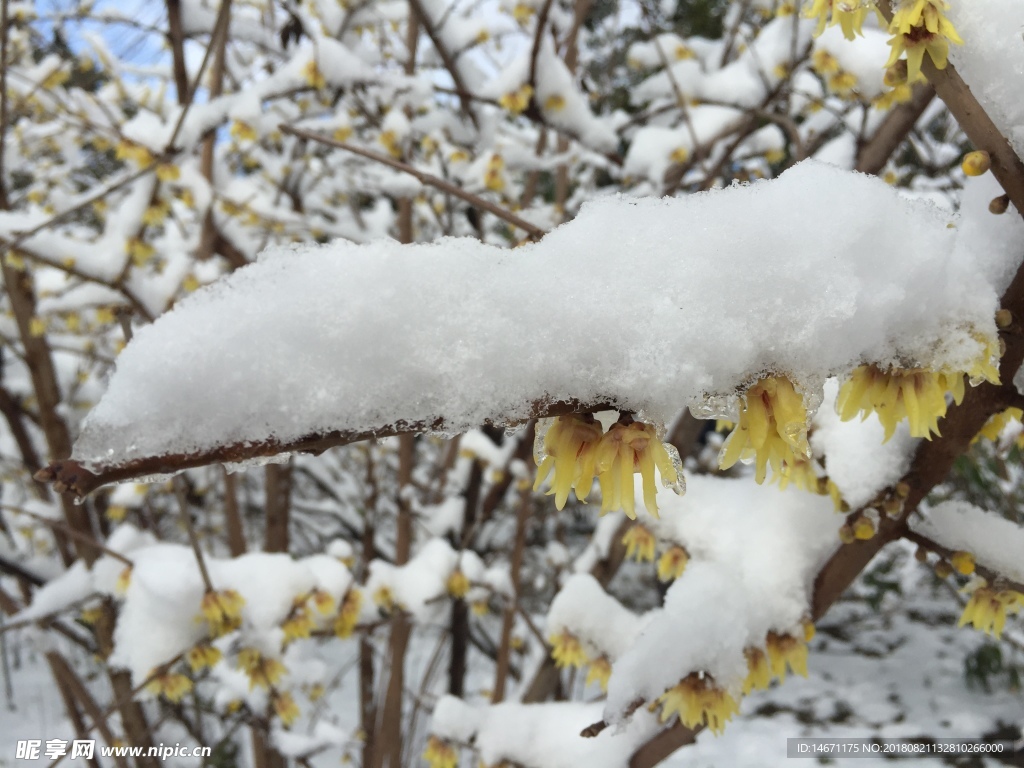 雪后腊梅