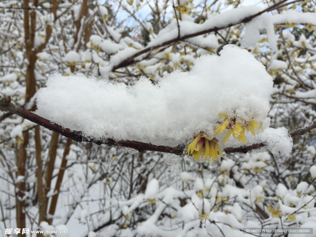 雪后腊梅