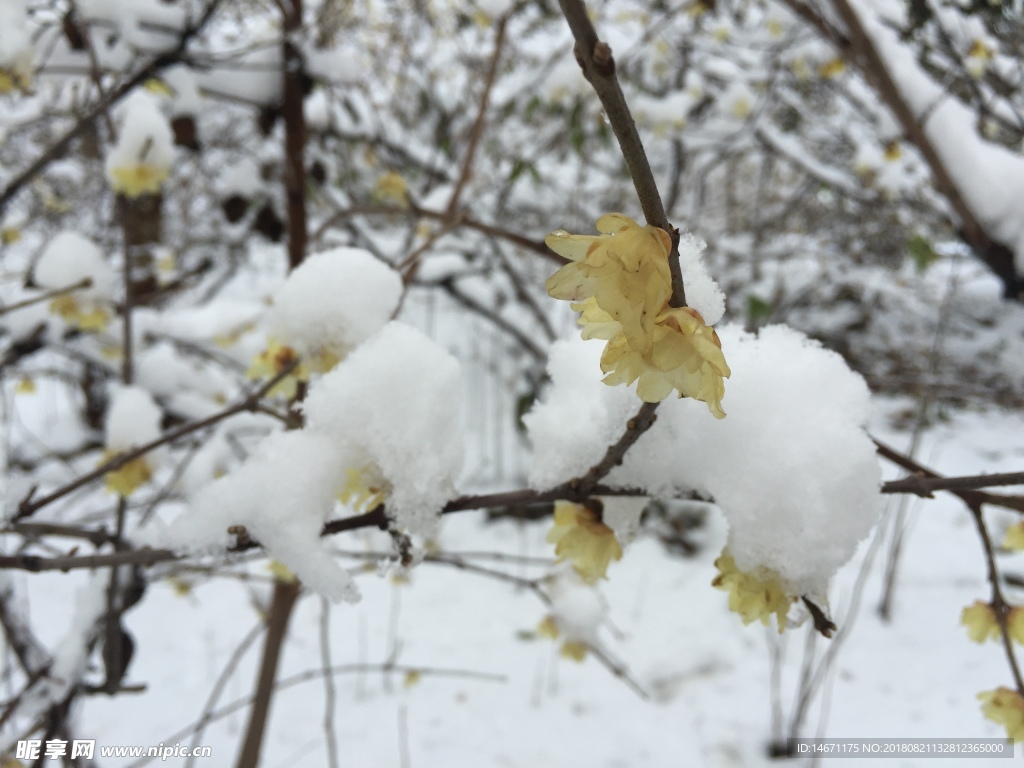 雪后腊梅