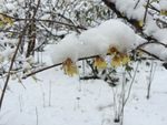 雪后腊梅