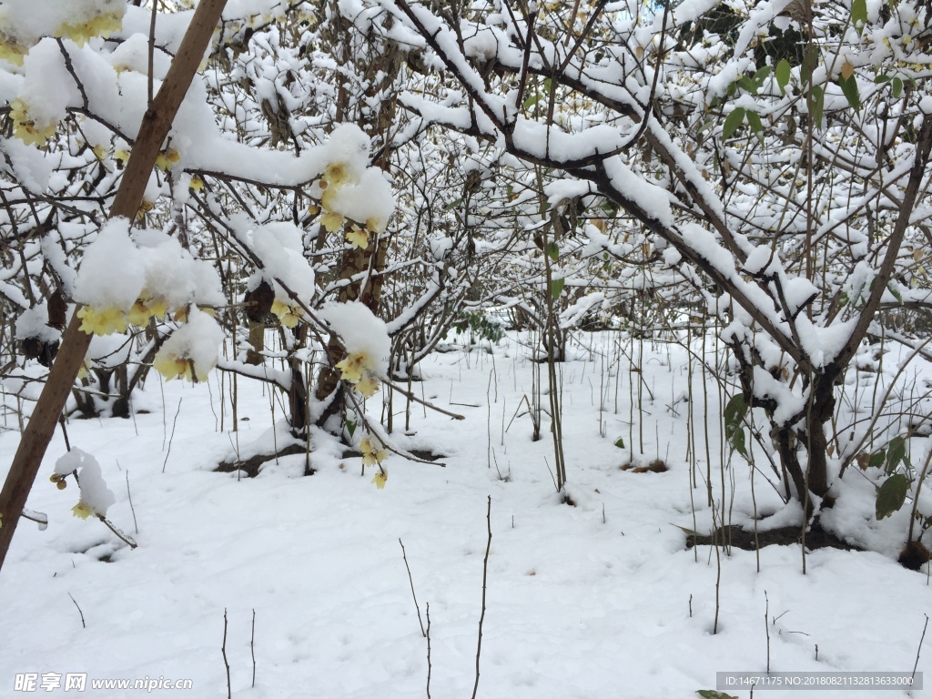 雪后腊梅