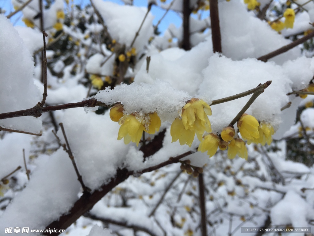 雪后腊梅