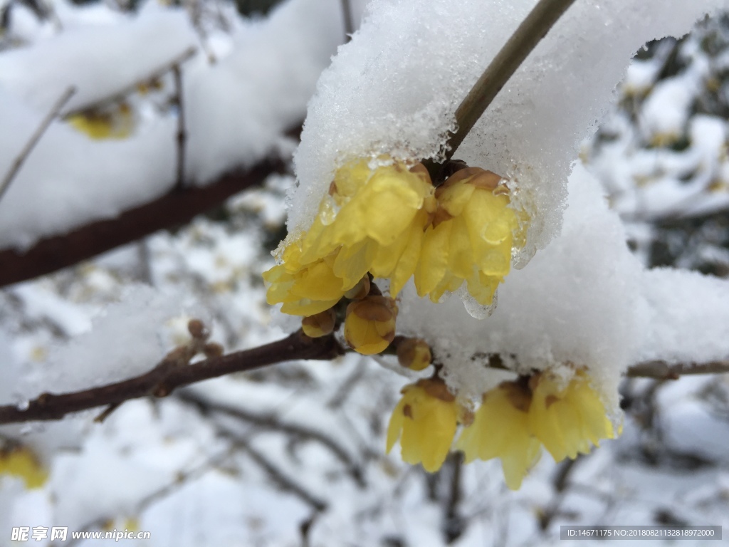 大雪下腊梅