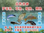 鱼 鱼类