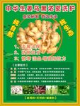 生姜乌黑洗护