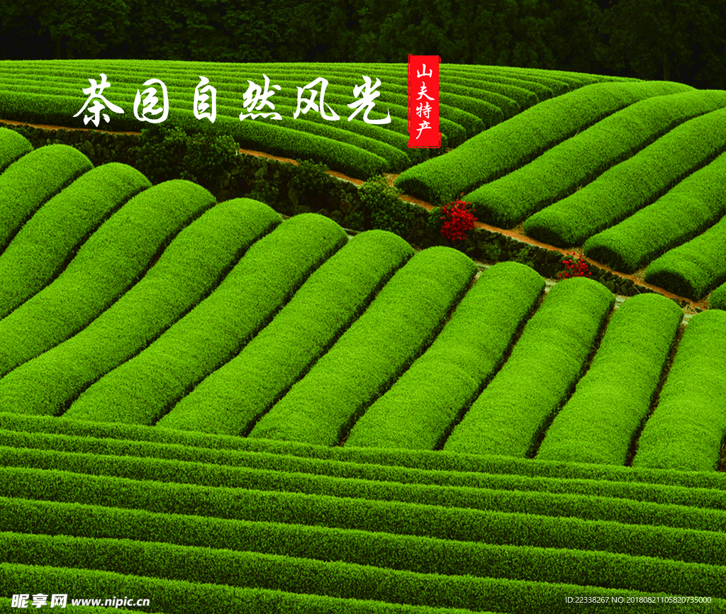 茶园风光