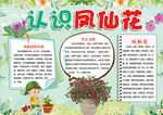 凤仙花小报