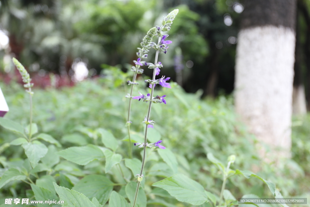 花穗