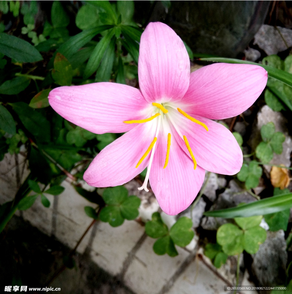 韭莲  韭兰 特写 植物  花