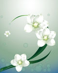 白花