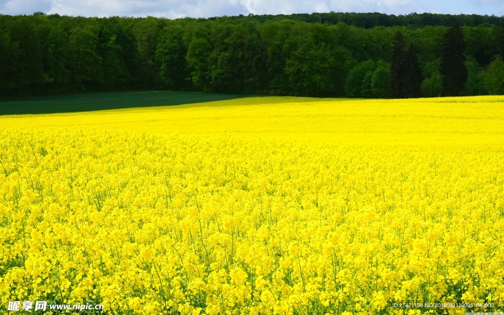 油菜花田