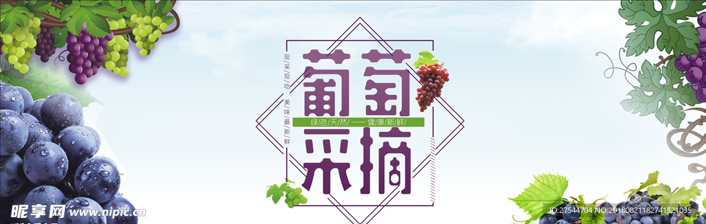 葡萄采摘