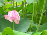 荷 花
