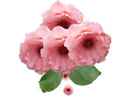 一束月季花