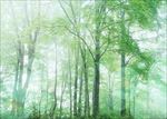 树林