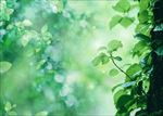 植物