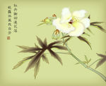 牡丹